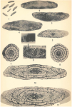 Schwagerina laxissima Dunbar & Skinner, 1937