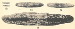 Schwagerina linearis Dunbar & Skinner, 1937