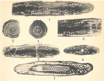Schwagerina linearis Dunbar & Skinner, 1937