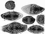 Schwagerina neolata Thompson, 1954