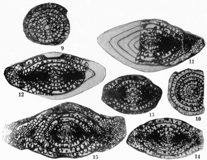 Schwagerina neolata Thompson, 1954 Schwagerina neolata Thompson, 1954