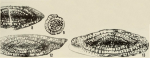 Schwagerina pugunculus Ross, 1959