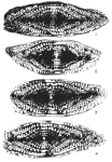 Schwagerina tewilliamsi Ross & Ross, 2003