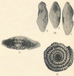 Triticites compactus White, 1932