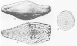 Triticites koschmanni Skinner, 1931