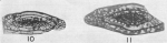 Schwagerina emaciata var. jarillaensis Needham, 1937