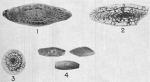 Schwagerina emaciata var. jarillaensis Needham, 1937