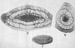 Pseudoschwagerina morsei Needham, 1937