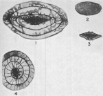 Pseudoschwagerina morsei Needham, 1937