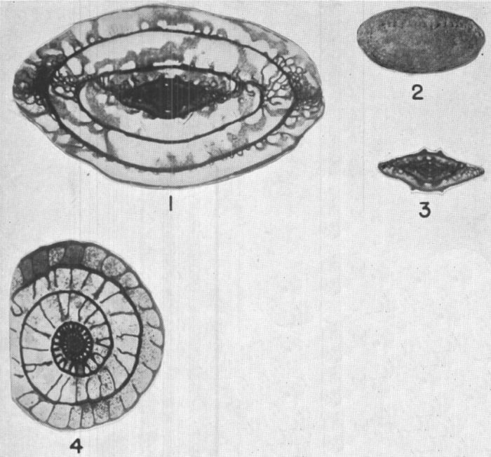 Pseudoschwagerina morsei Needham, 1937 Pseudoschwagerina morsei Needham, 1937