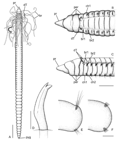 Caulleriella jormungandri Grosse, Kongsrud, Alvestad, Eilertsen &amp; Budaeva, 2025