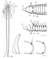 Caulleriella jormungandri Grosse, Kongsrud, Alvestad, Eilertsen & Budaeva, 2025