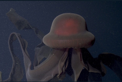 Giant phantom jelly - Stygiomedusa gigantea Giant phantom jelly - Stygiomedusa gigantea