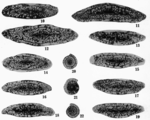 Schwagerina emaciata (Beede, 1916)