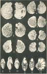 Cuvillierina eocenica Debourle, 1955