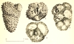 Victoriella aquitanica Debourle & Delmas, 1955