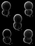 Paraphysalidia paralica Guillem & Usera, 2012