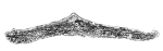 Angotia aquitanica Cuvillier, 1963
