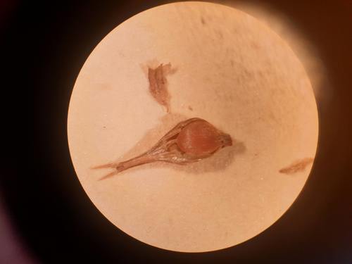 Achene of Carex sphaerogyna