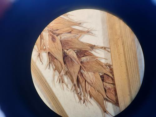 Perigynia of Carex orthostachys type