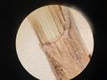 Carex akanensis lectotype ligule