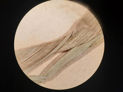 Closeup of leaves of lectotype of Carex akanensis