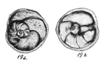 Rosalina sidebottomi Said & Kamel, 1956