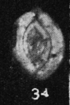 Spiroloculina colomi Said & Kamel, 1956