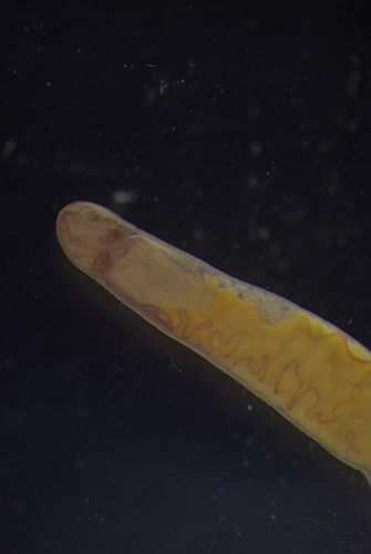 Specimen from the Sea of Okhotsk Specimen from the Sea of Okhotsk
