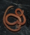 Paratypes