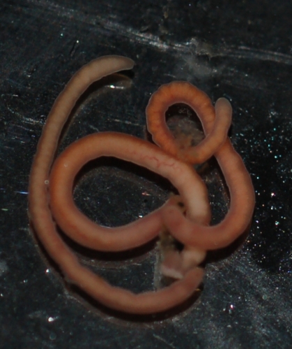 Paratypes Paratypes