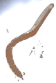 Holotype