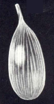 Lagena calvatiformis McCulloch, 1981
