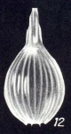 Lagena laevicostatiformis McCulloch, 1981