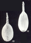 Lagena spiratiformis McCulloch, 1981