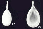 Lagena subspirata McCulloch, 1981