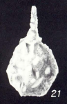 Lagena congesta McCulloch, 1981