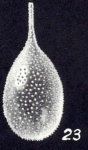 Lagena metapunctata McCulloch, 1981