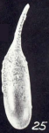 Lagena flexiformis McCulloch, 1981