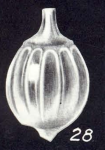 Lagena subspicata McCulloch, 1981