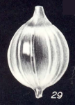 Lagena galeroensis McCulloch, 1981