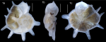 Neorotalia leeuwinensis Tremblin, Holzmann, Parker and Haig, 2025
