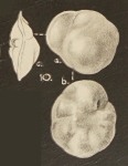 Discorbis balcombensis Chapman, Parr & Collins, 1934