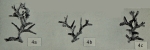 Schizammina arborescens Buchanan, 1960