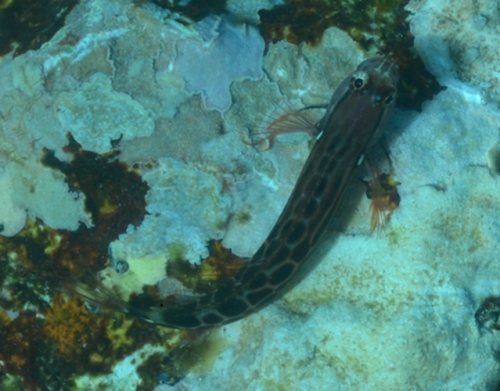 Ecsenius tessera Ecsenius tessera