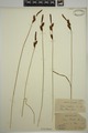 Carex provotii isotype
