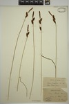 Carex provotii isotype