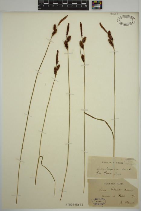 Carex provotii isotype