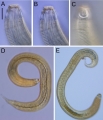 Psammonema buamphida Figure 4
