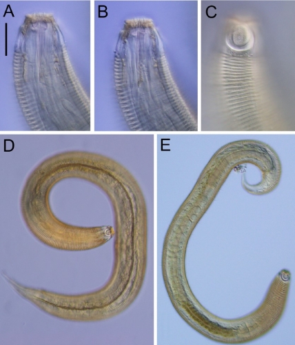 Psammonema buamphida Figure 4 Psammonema buamphida Figure 4
